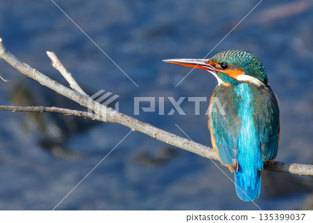 一隻雌翠鳥棲息在樹枝上。 135399037