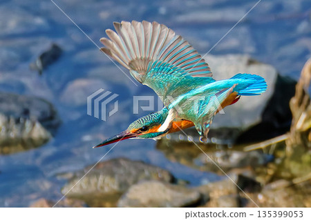 一隻雌翠鳥躍出水面 一隻雌翠鳥躍出水面 135399053