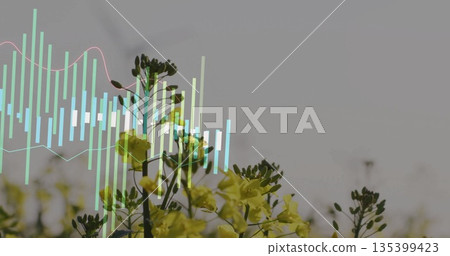 Yellow stalks and buds rising in meadow, with translucent bar chart and pink line graph overlay 135399423