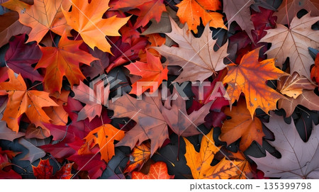 Multicolored autumn fallen leaves Multicolored autumn fallen leaves 135399798
