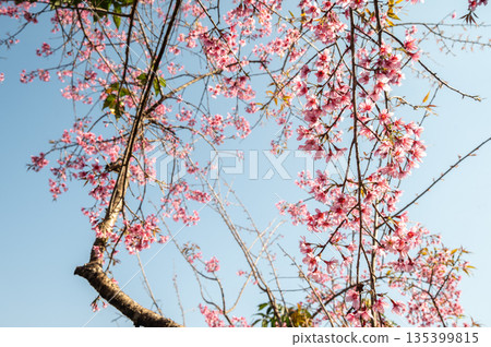 Himalayan cherry blossom (or Sakura) flowers blooming in the winter season in Northern region of Thailand. This flowers in Japan they called it named Sakura. 135399815