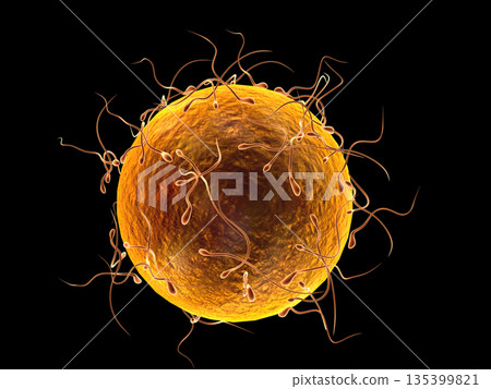 Microscopic view of human sperm cells and egg cell. Natural fertilization 135399821