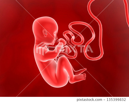 Human fetus on isolated background 135399832