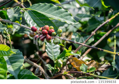 Coffea tree growing in plantation farm in Chiang Rai, Thailand. Coffee is a genus of flowering plants whose seeds, called coffee beans, are used to make various coffee beverages and products. Coffea tree growing in plantation farm in Chiang Rai, Thailand. Coffee is a genus of flowering plants whose seeds, called coffee beans, are used to make various coffee beverages and products. 135399838