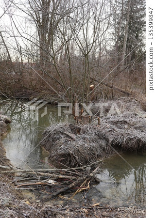 Hoarfrost on Stream Bank with Beaver Activity Hoarfrost on Stream Bank with Beaver Activity 135399847