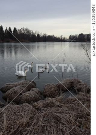 Family of Mute Swans Swimming in Cold Winter Lake Family of Mute Swans Swimming in Cold Winter Lake 135399848