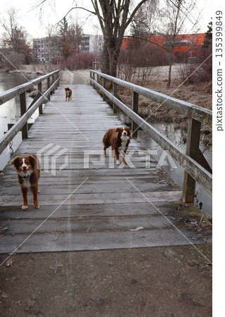 Australian Shepherd Dogs on Frosty Wooden Bridge 135399849