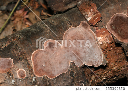 一朵扁平的葡萄菇生長在倒下的樹幹上（戶外田野真菌/蘑菇微距攝影） 135399850