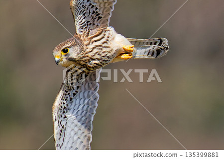 雌性紅隼發現獵物 135399881