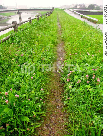雨季的雨水落在排水溝岸邊，紅三葉草正在盛開。 135400025