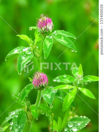 雨季期間，紅三葉草的花蕾被雨水浸濕。 135400026