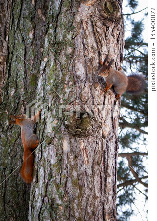 Two red squirrels climbing a large tree trunk in a forest. The squirrels are positioned at different heights on the rough bark, creating a dynamic wildlife scene. 135400072