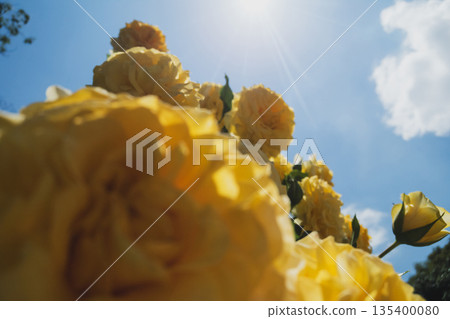 rose, roses, bloom 135400080