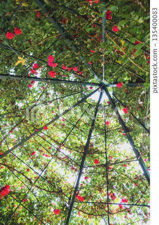 玫瑰 玫瑰花 花朵 135400083