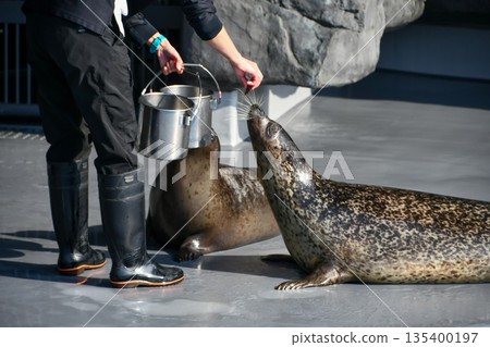Feeding a spotted seal 135400197