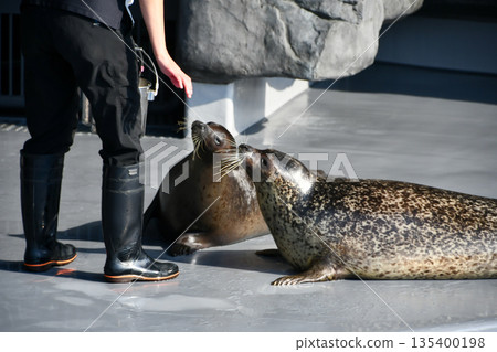 Feeding a spotted seal Feeding a spotted seal 135400198