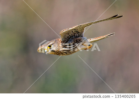 A female kestrel swoops down towards her prey 135400205