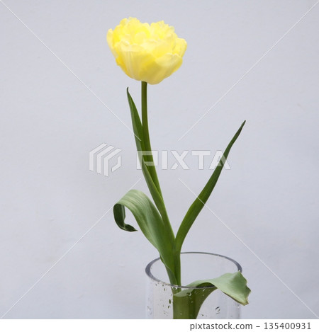 Cut Tulip "Avant-Garde" 2 135400931