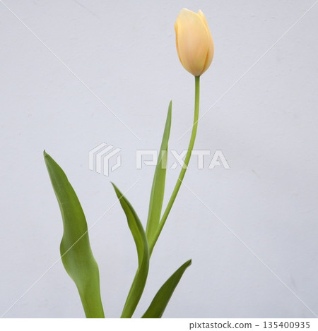 Tulip "Apricot Delight" cut flower 1 Tulip "Apricot Delight" cut flower 1 135400935