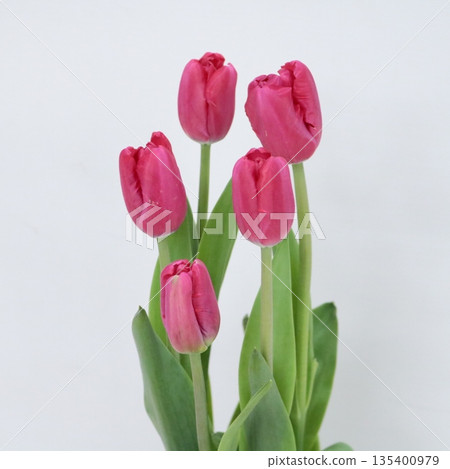 Tulip "Jean Pierre" cut flower 1 Tulip "Jean Pierre" cut flower 1 135400979
