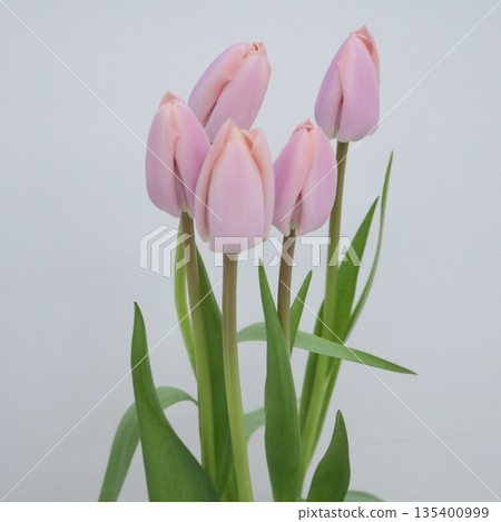 Tulip "Thais Boots" cut flower 1 Tulip "Thais Boots" cut flower 1 135400999