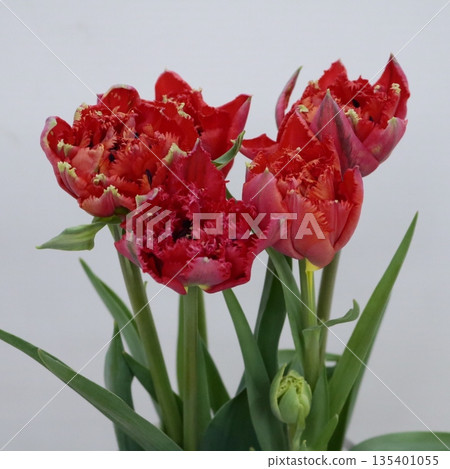 Tulip "Fiery Dream" cut flower 1 Tulip "Fiery Dream" cut flower 1 135401055