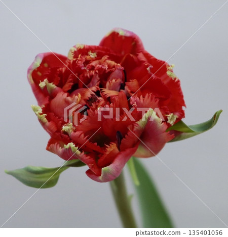 Tulip "Fiery Dream" cut flower 2 Tulip "Fiery Dream" cut flower 2 135401056