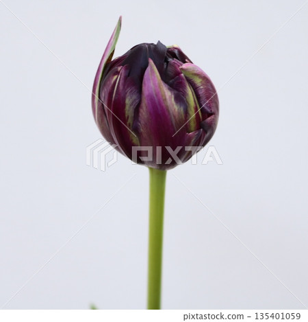 Tulip "Black Hero" cut flower 1 135401059