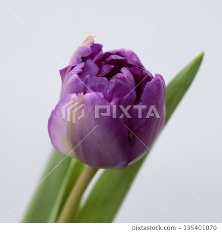 Tulip "Blue Diamond" cut flower 3 Tulip "Blue Diamond" cut flower 3 135401070