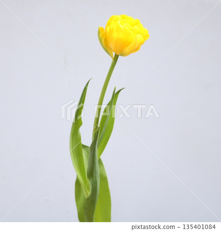 Tulip "Homerun" cut flower 2 Tulip "Homerun" cut flower 2 135401084