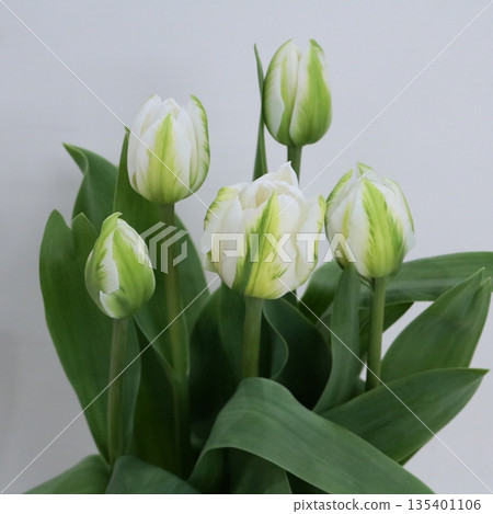 鬱金香「塔科馬山」切花 1 鬱金香「塔科馬山」切花 1 135401106