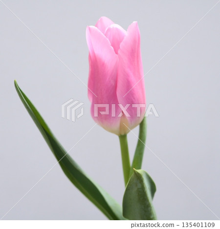 Tulip "Matchmaker" cut flower 1 135401109