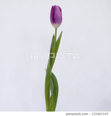 Tulip "Loesca" cut flower 2 Tulip "Loesca" cut flower 2 135401147