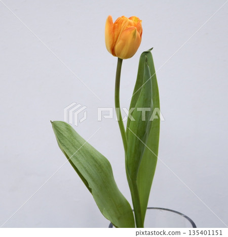 Tulip "Lorenzo" cut flower 2 Tulip "Lorenzo" cut flower 2 135401151