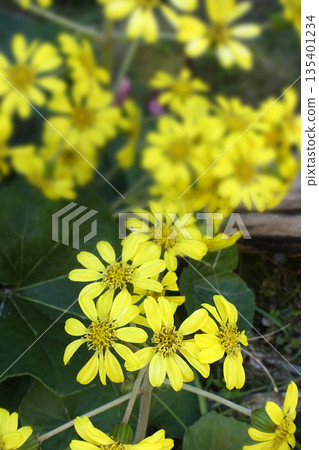 Yellow Japanese butterbur flowers blooming in December Yellow Japanese butterbur flowers blooming in December 135401234