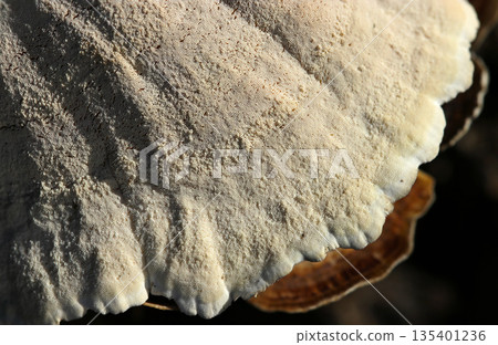 一張特寫照片，展示了乳白色、質地粗糙的扇形蘑菇多孔的腹面（野生蘑菇微距攝影） 135401236