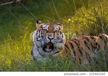 siberian tiger is lying on a autumn meadow 135401287