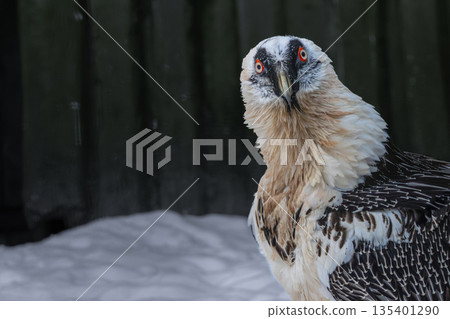 Lammergeyer or Bearded Vulture 135401290