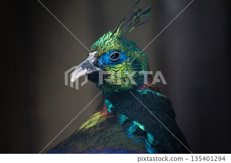 Close up of a Himalayan Monal 135401294