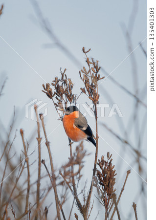 Bullfinch sits on a branch and eats small seeds. Bullfinch sits on a branch and eats small seeds. 135401303