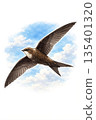Common Swift in Flight Against Blue Sky, Watercolor Illustration 135401320