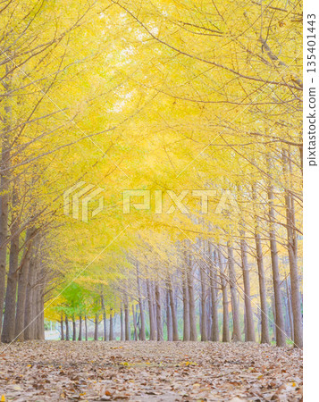 Hokkaido's Beautiful Ginkgo Tree-Lined Hoshimi Ryokuchi 135401443