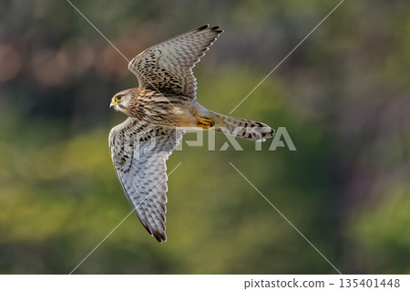 A female kestrel soaring along the mountainside A female kestrel soaring along the mountainside 135401448