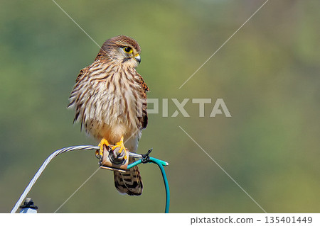 Female kestrel perched on a power line Female kestrel perched on a power line 135401449