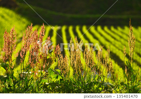 Rural landscape 135401470