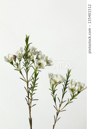 Wax flower with white background and white flowers 135401512