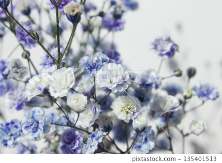 Purple mist flower close up. 135401513