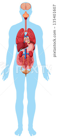 Human Body Silhouette with Internal Organs Diagram 135401607