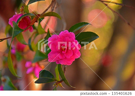Colorful camellia flowers 135401626