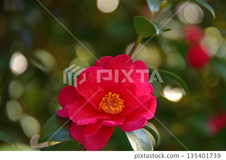 Colorful camellia flowers 135401739